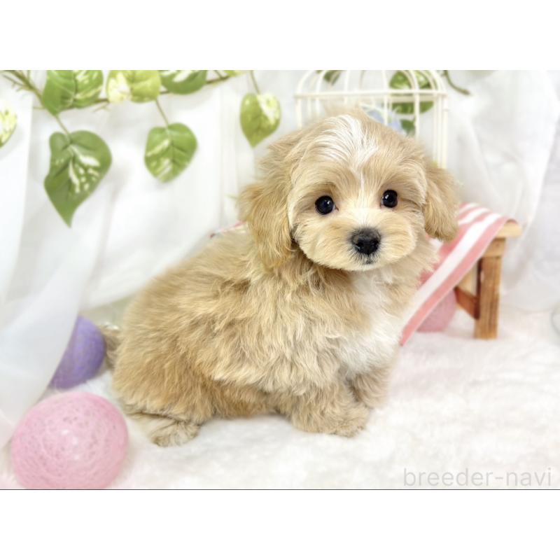 成約済の滋賀県のマルプー:マルチーズ×トイプードル-427765の2枚目