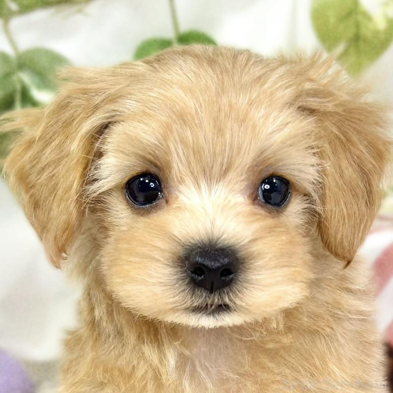 販売中ののマルプー:マルチーズ×トイプードル-427769