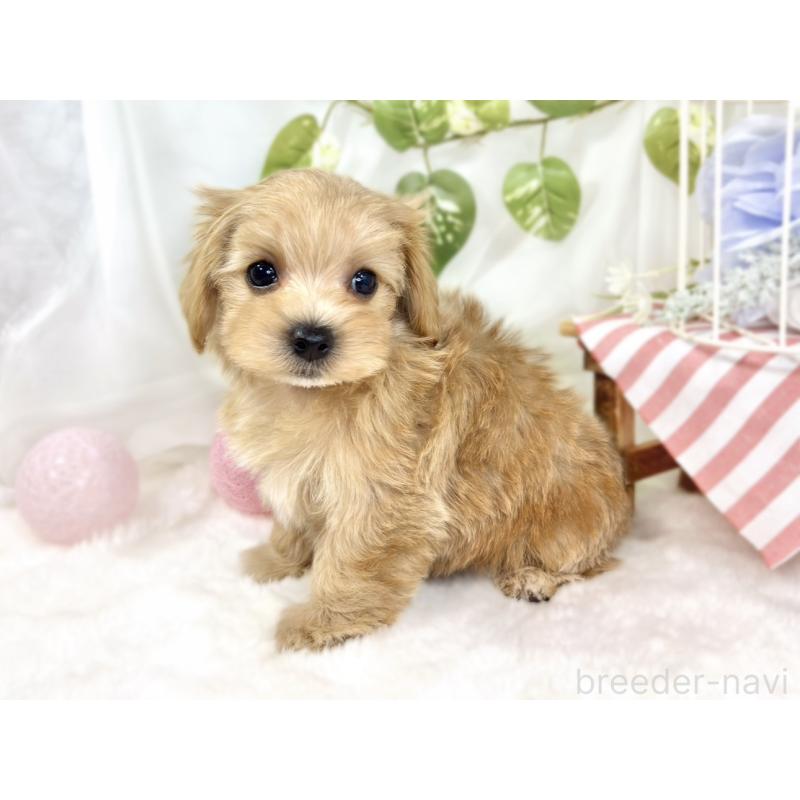 成約済の滋賀県のマルプー:マルチーズ×トイプードル-427769の3枚目