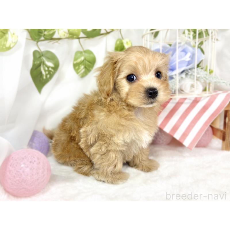 成約済の滋賀県のマルプー:マルチーズ×トイプードル-427769の2枚目