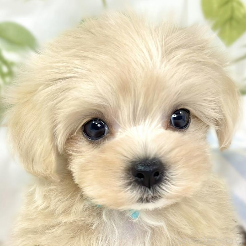 成約済の滋賀県のマルプー:マルチーズ×トイプードル-427770の1枚目