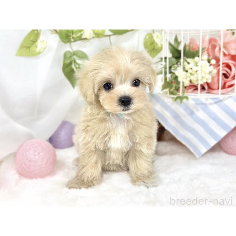 成約済の滋賀県のマルプー:マルチーズ×トイプードル-427770の4枚目