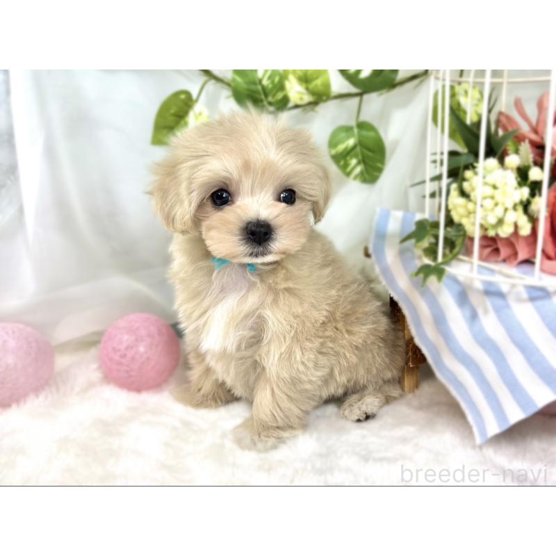 成約済の滋賀県のマルプー:マルチーズ×トイプードル-427770の3枚目