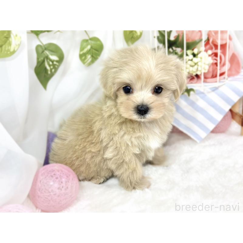 成約済の滋賀県のマルプー:マルチーズ×トイプードル-427770の2枚目