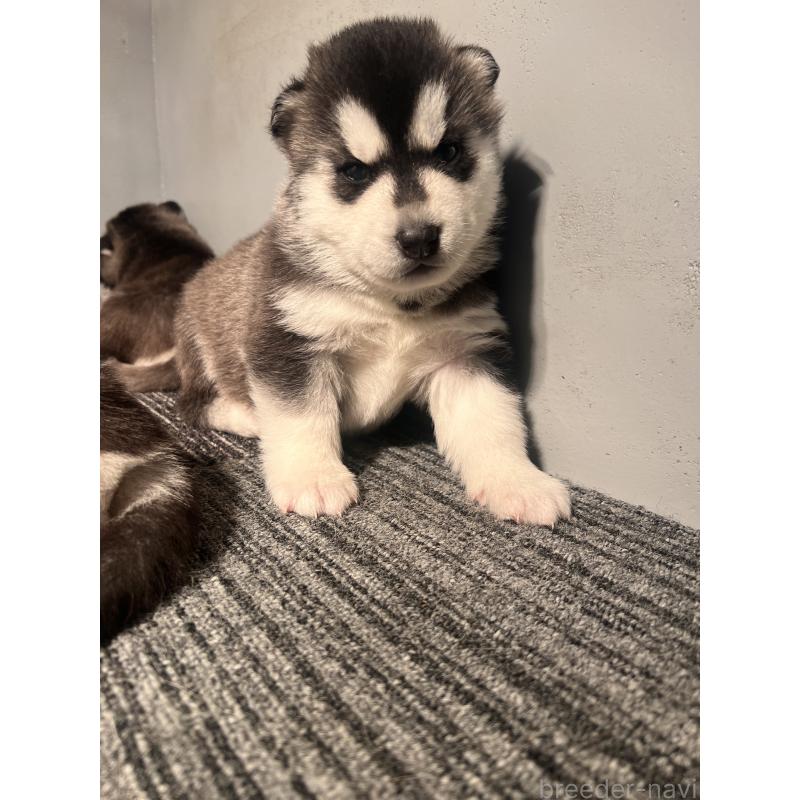 販売中の静岡県のシベリアンハスキー-428649の9枚目