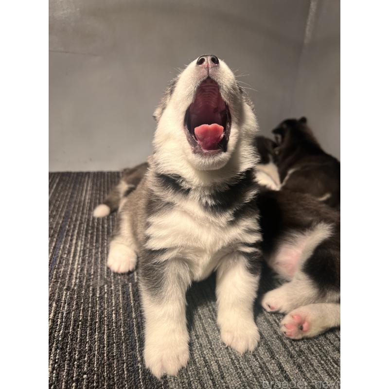 販売中の静岡県のシベリアンハスキー-428649の6枚目