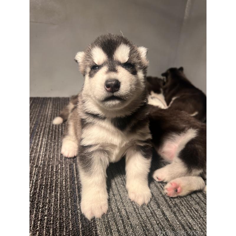 販売中の静岡県のシベリアンハスキー-428649の5枚目