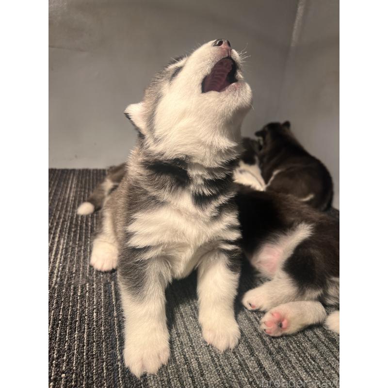 販売中の静岡県のシベリアンハスキー-428649の4枚目