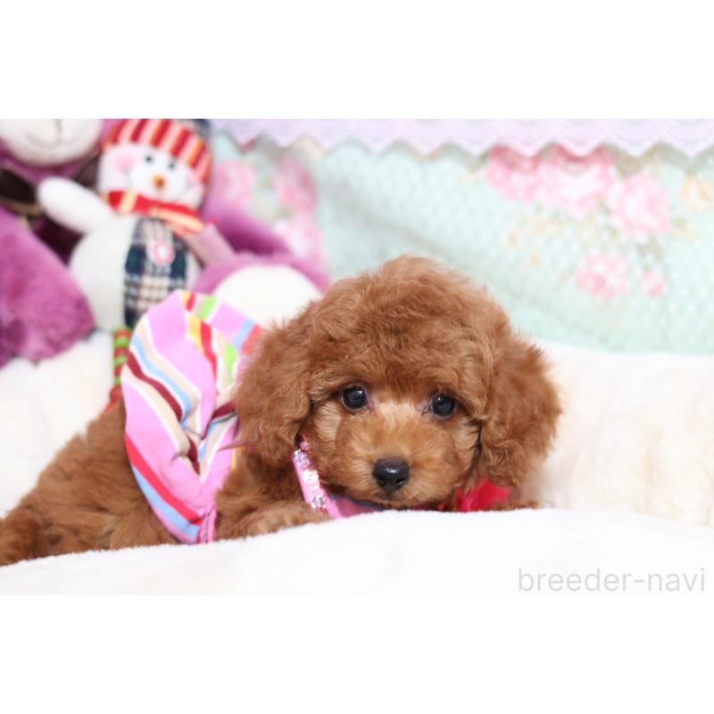 販売中の大阪府のタイニープードル-428652の5枚目