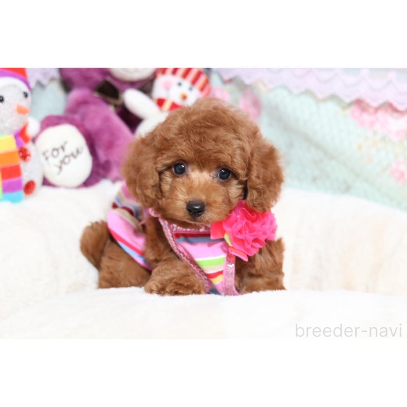 販売中の大阪府のタイニープードル-428652の4枚目