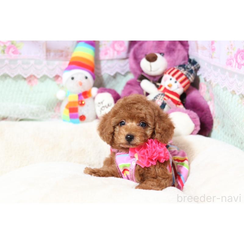 販売中の大阪府のタイニープードル-428652の3枚目