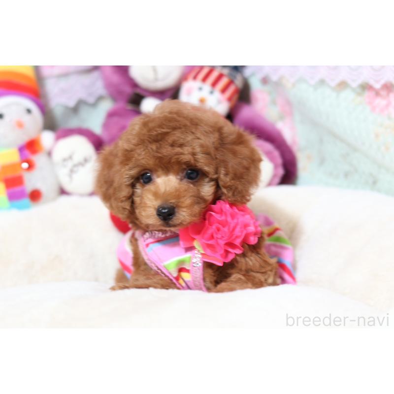 販売中の大阪府のタイニープードル-428652の2枚目