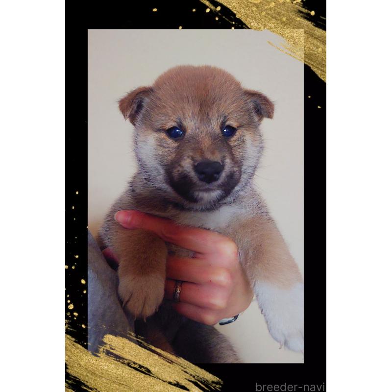 販売中の栃木県の柴犬-428653の3枚目