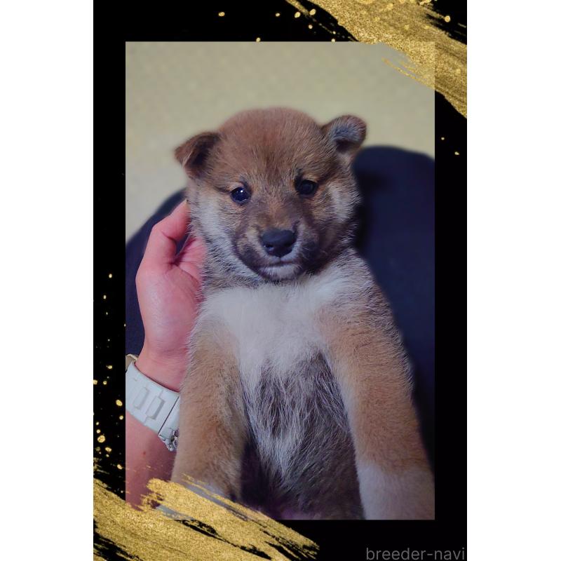 販売中の栃木県の柴犬-428653の2枚目