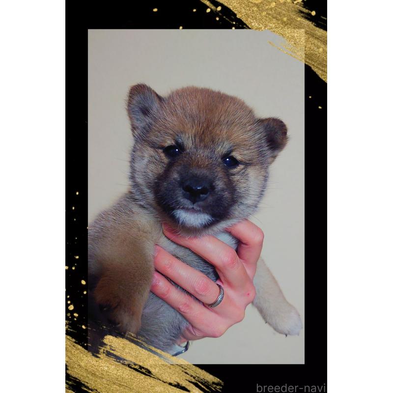 販売中の栃木県の柴犬-428654の3枚目