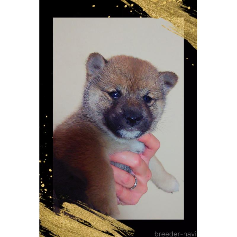 販売中の栃木県の柴犬-428654の2枚目