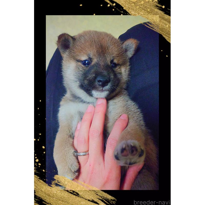 販売中の栃木県の柴犬-428655の3枚目