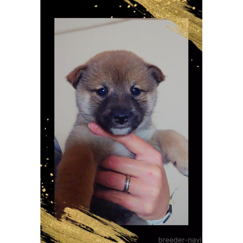 販売中の栃木県の柴犬-428655の2枚目