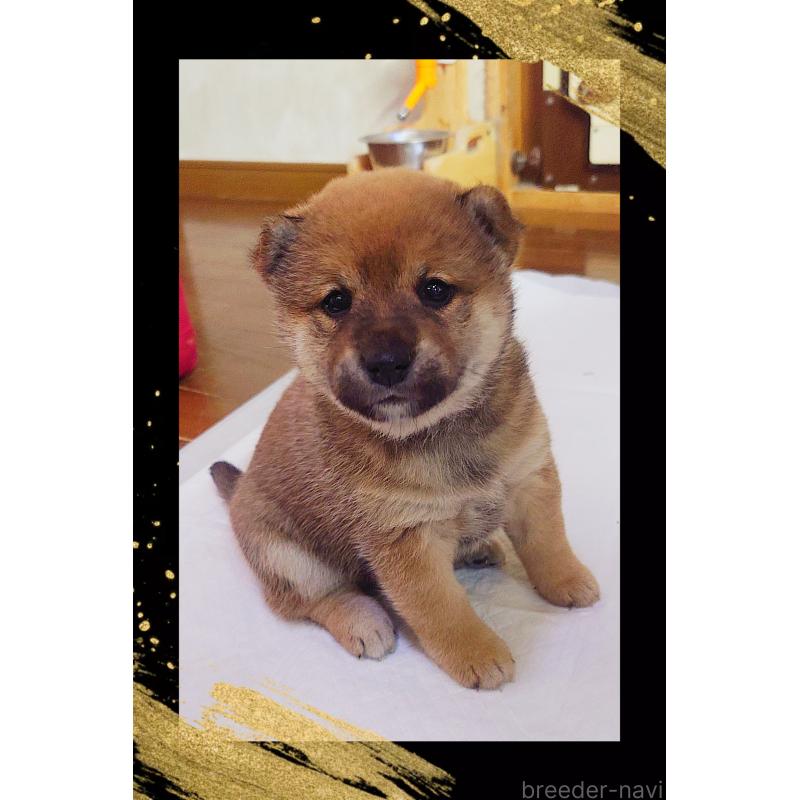 販売中の栃木県の柴犬-428656の3枚目