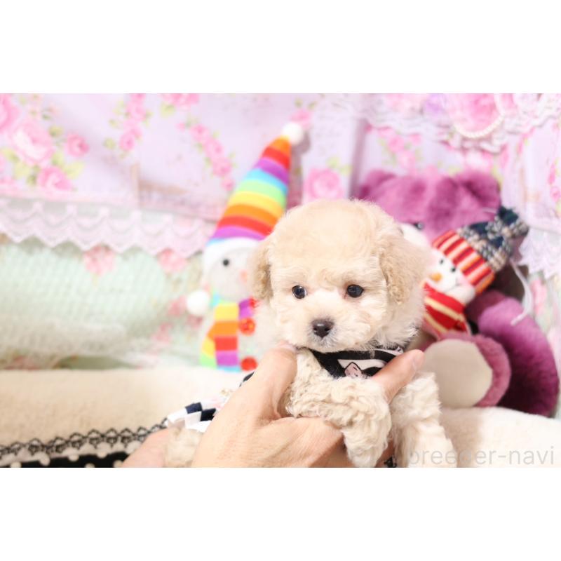 販売中の大阪府のティーカッププードル-428657の6枚目