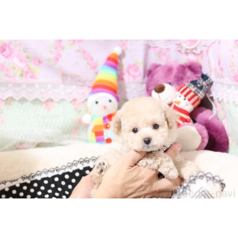 販売中の大阪府のティーカッププードル-428657の5枚目