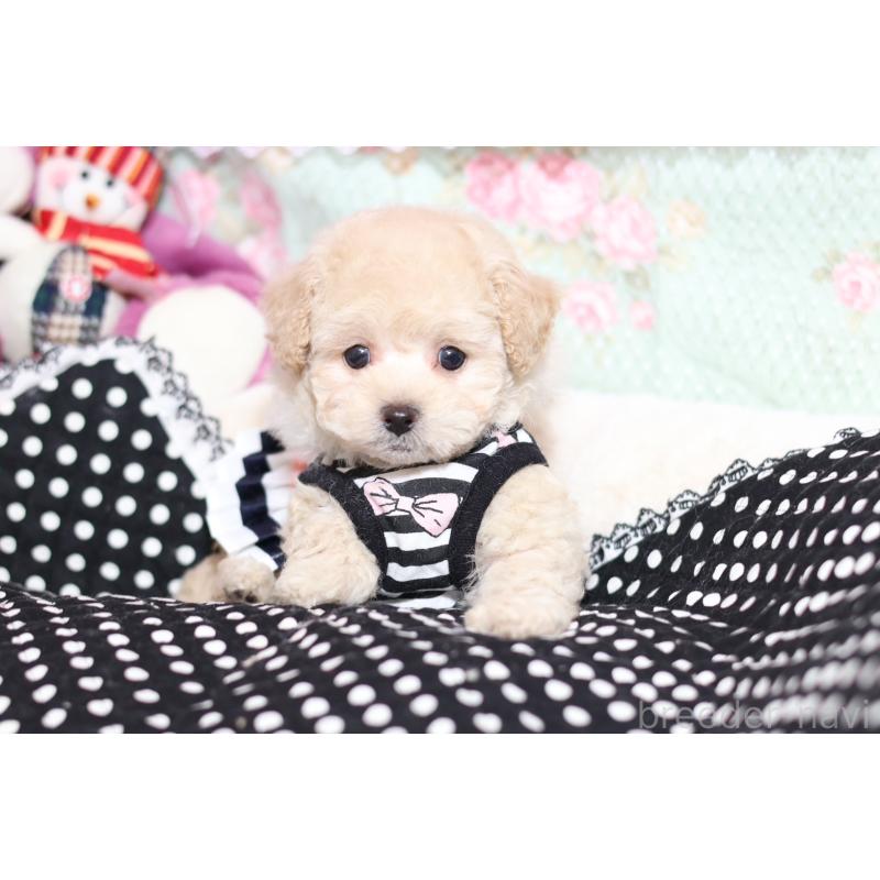 販売中の大阪府のティーカッププードル-428657の4枚目