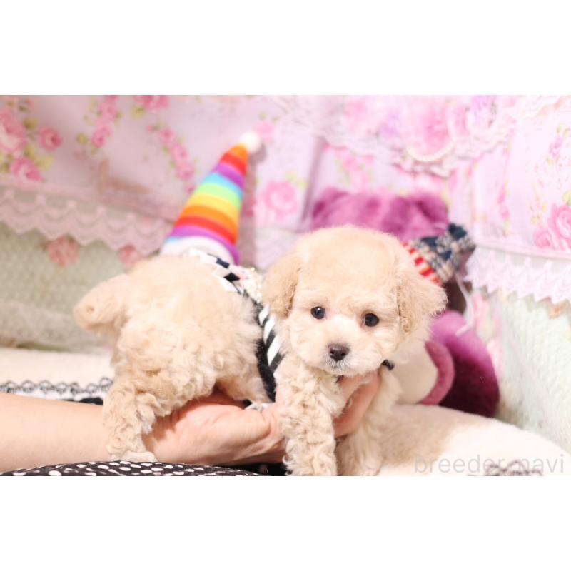 販売中の大阪府のティーカッププードル-428657の3枚目