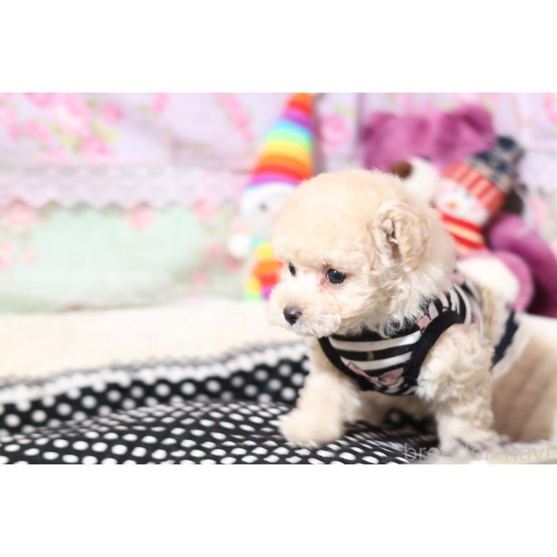 販売中の大阪府のティーカッププードル-428657の2枚目