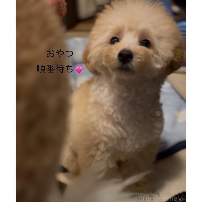 販売中の香川県のトイプードル-408920の4枚目