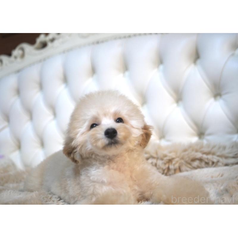 販売中の香川県のトイプードル-408920の3枚目