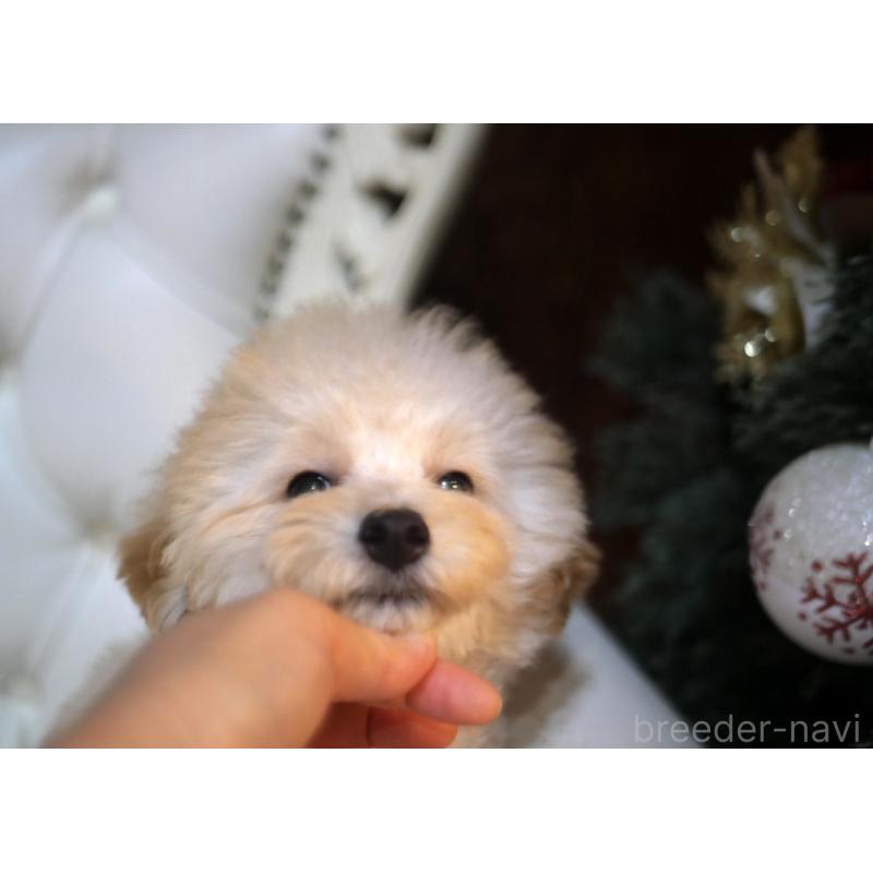 販売中の香川県のトイプードル-408920の2枚目
