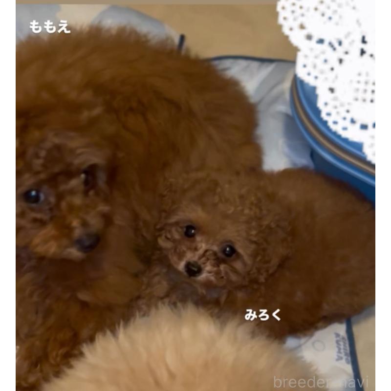 販売中の香川県のティーカッププードル-421881の9枚目