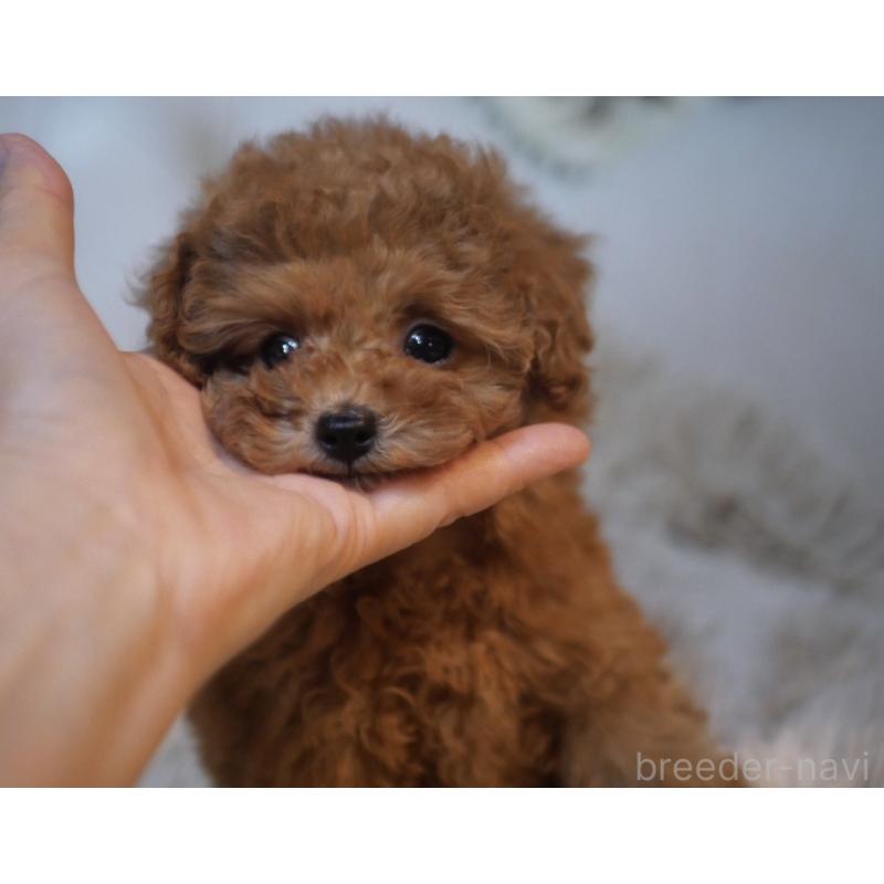 販売中の香川県のティーカッププードル-421881の8枚目