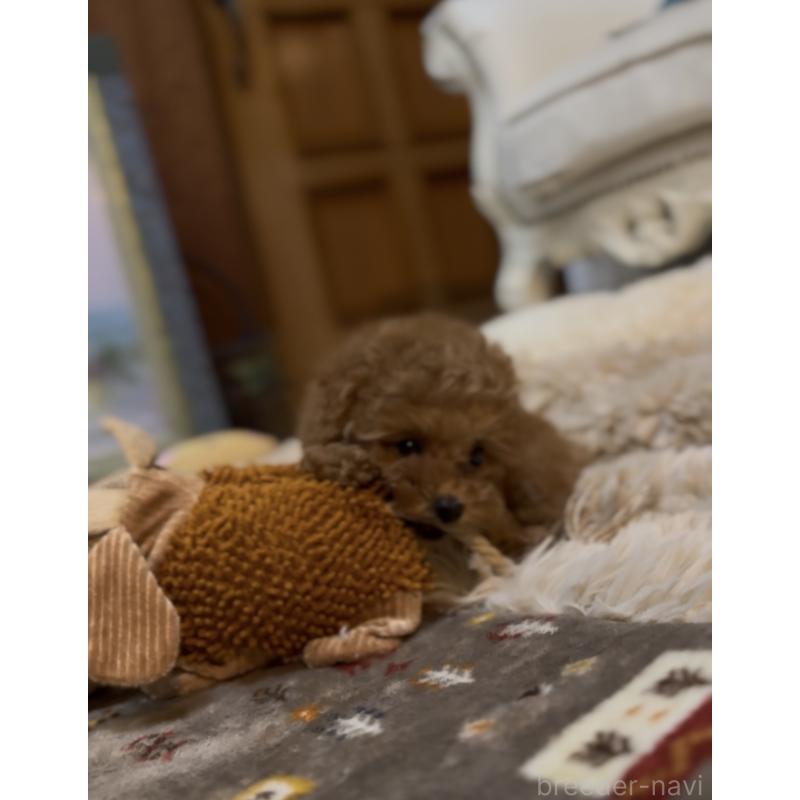 販売中の香川県のティーカッププードル-421881の7枚目