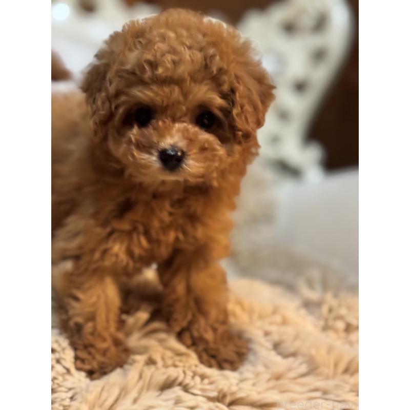 販売中の香川県のティーカッププードル-421881の6枚目