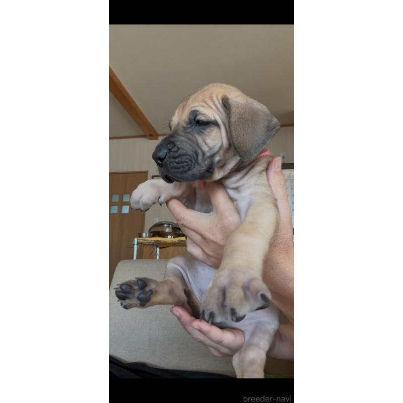 販売中の佐賀県のグレートデン-428433の7枚目