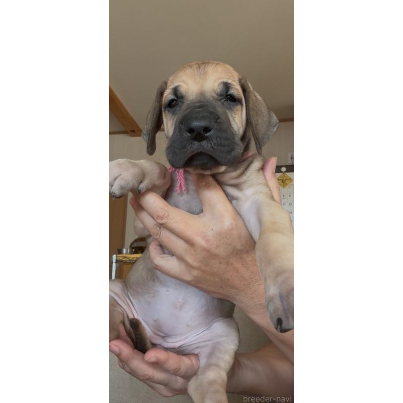 販売中の佐賀県のグレートデン-428433の6枚目