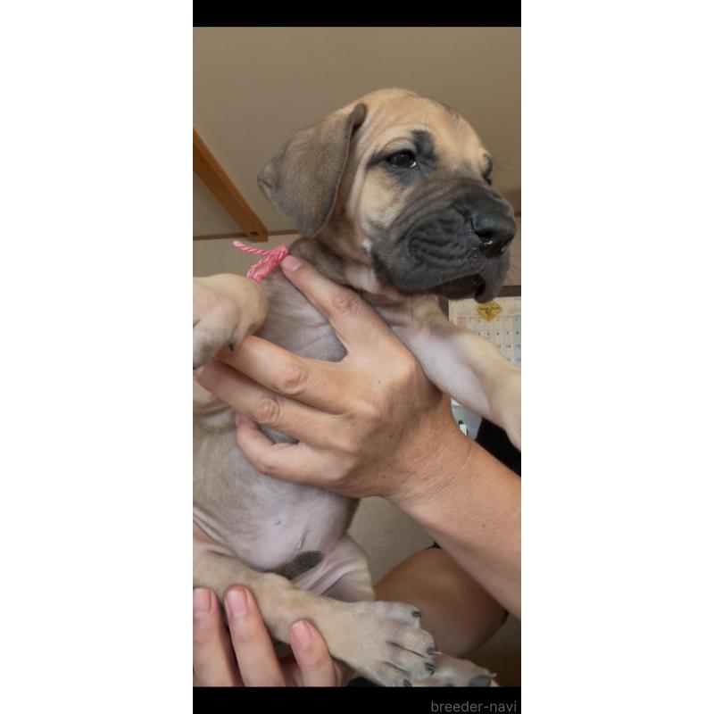 販売中の佐賀県のグレートデン-428433の5枚目