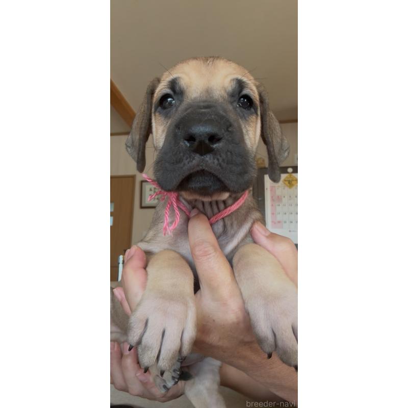 販売中の佐賀県のグレートデン-428433の3枚目