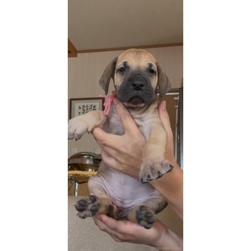 販売中の佐賀県のグレートデン-428433の2枚目