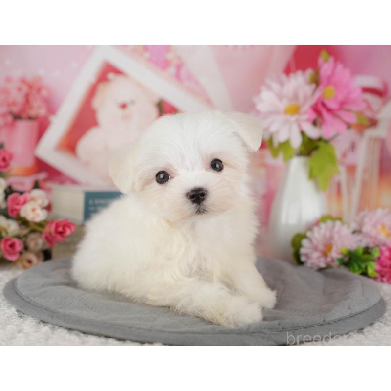 販売中の千葉県のマルチーズ-429022の11枚目