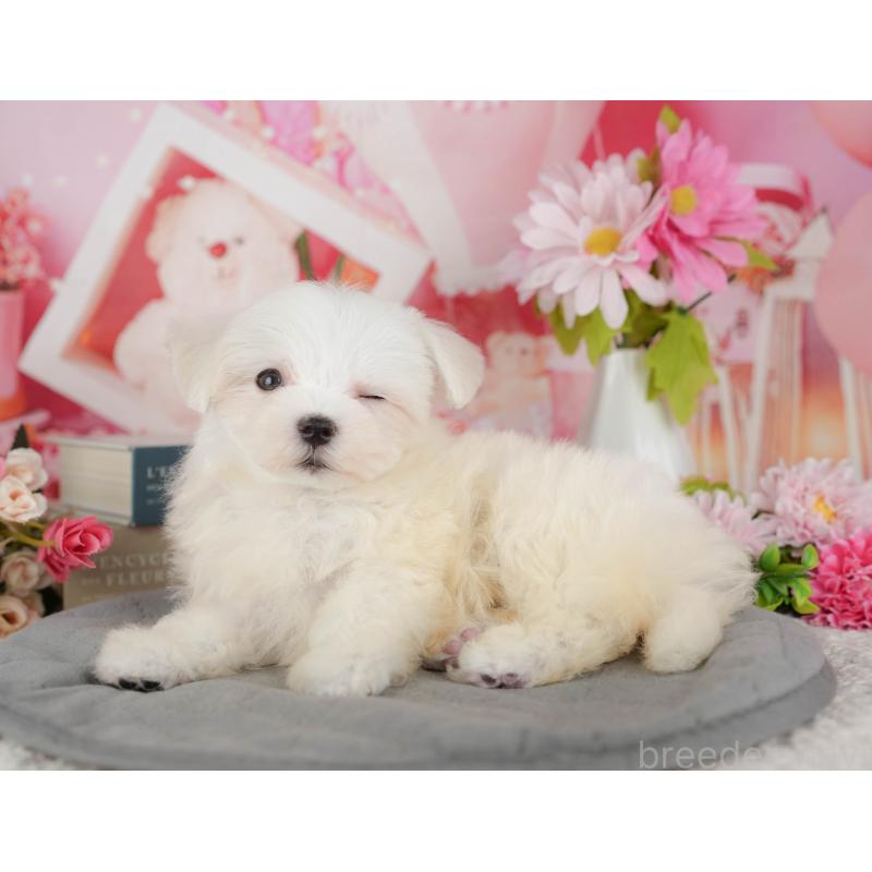 販売中の千葉県のマルチーズ-429022の10枚目