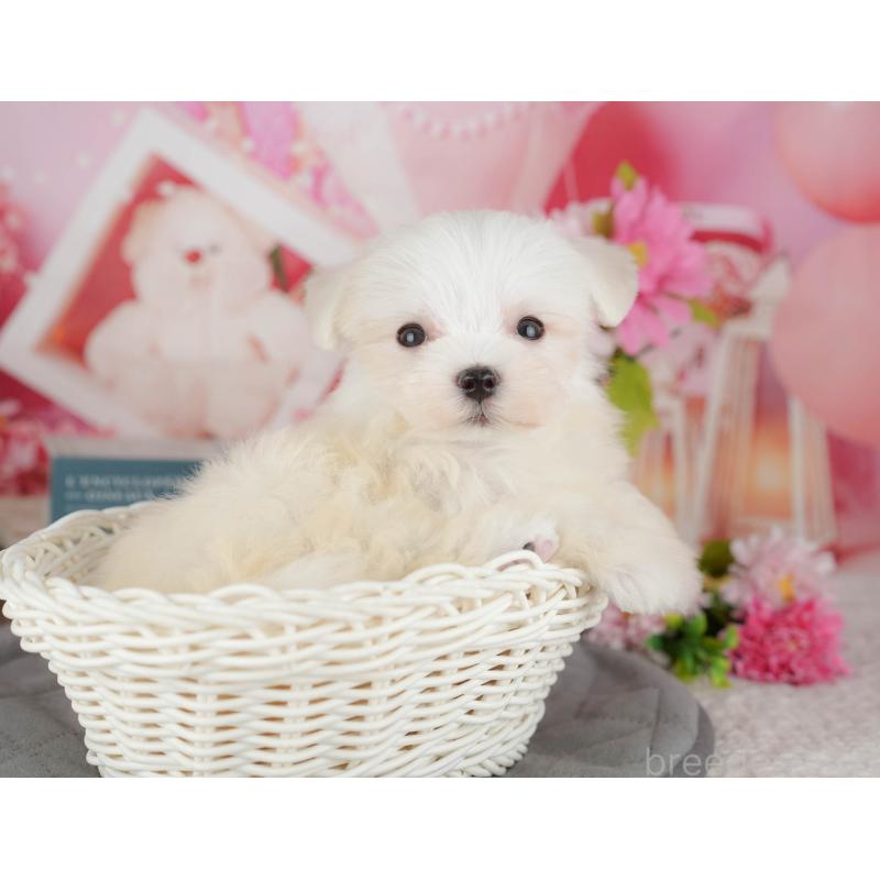 販売中の千葉県のマルチーズ-429022の9枚目