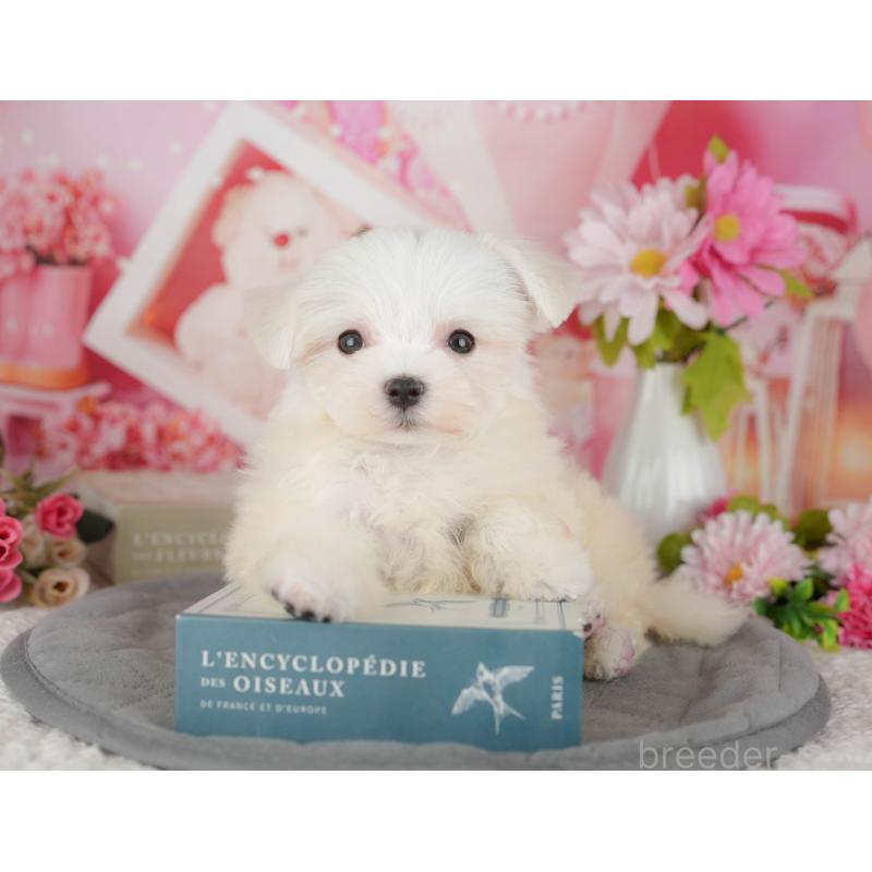 販売中の千葉県のマルチーズ-429022の8枚目