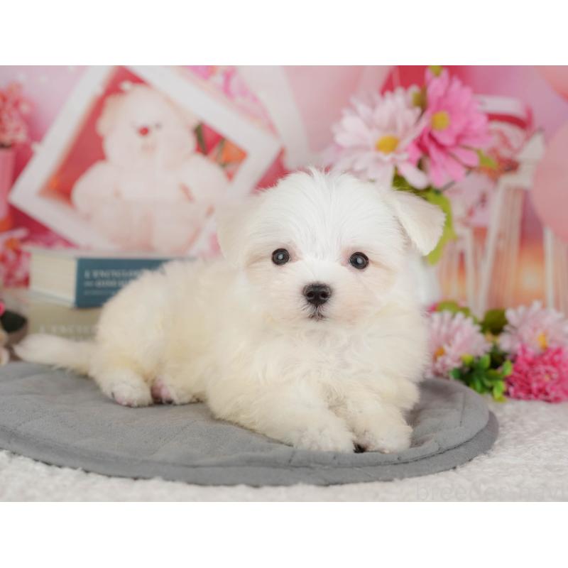 販売中の千葉県のマルチーズ-429022の7枚目