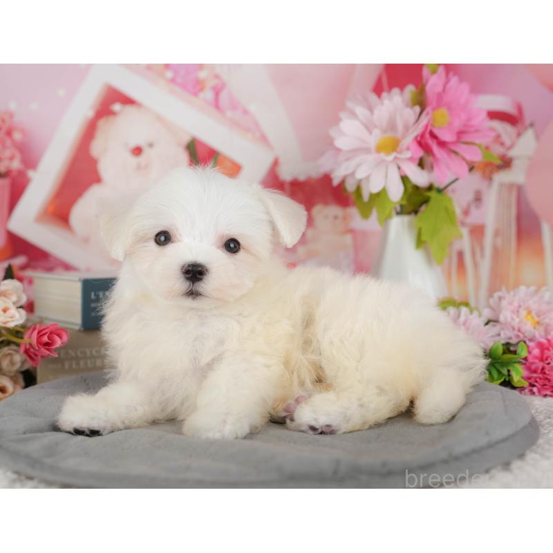 販売中の千葉県のマルチーズ-429022の6枚目