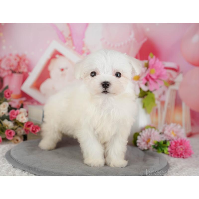 販売中の千葉県のマルチーズ-429022の5枚目