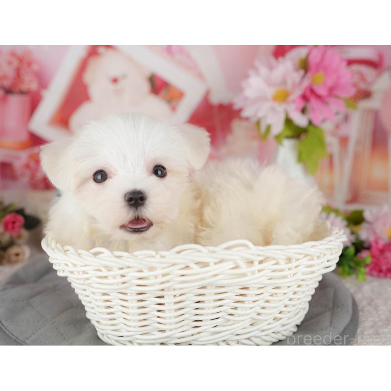 販売中の千葉県のマルチーズ-429022の4枚目