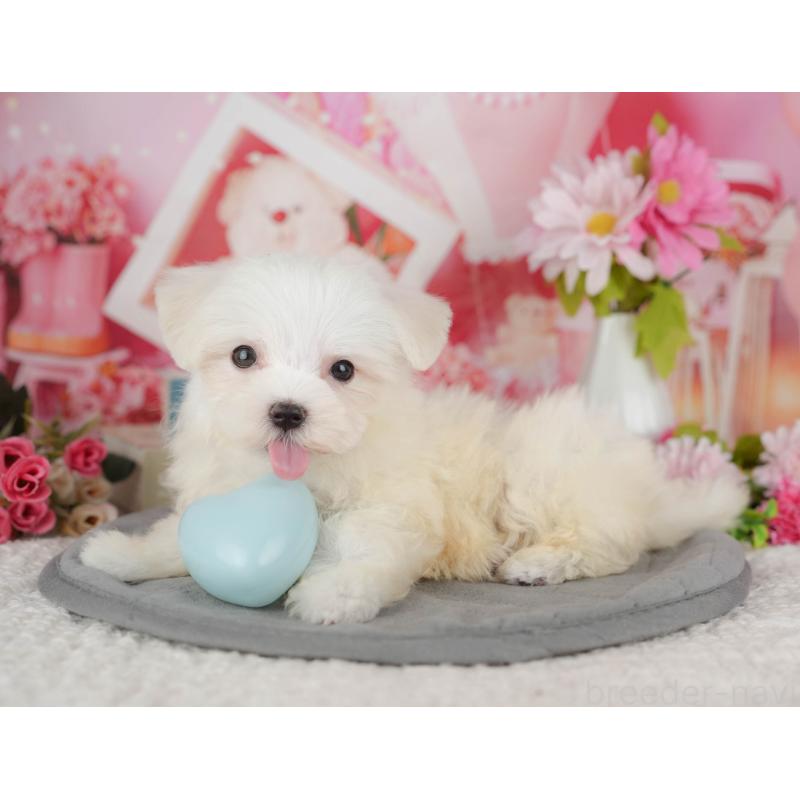 販売中の千葉県のマルチーズ-429022の3枚目