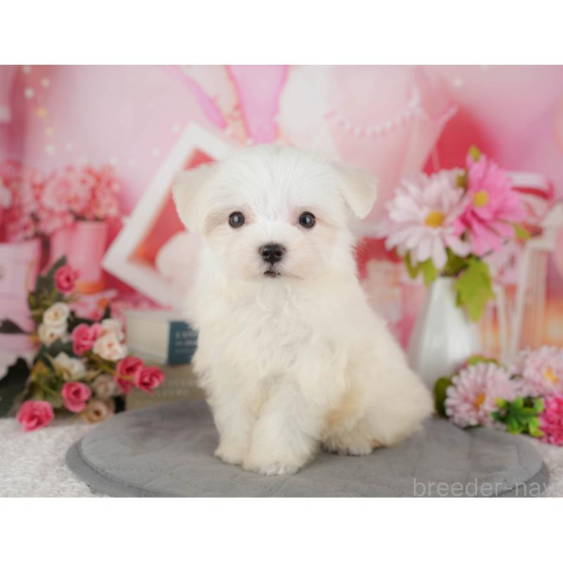 販売中の千葉県のマルチーズ-429022の2枚目